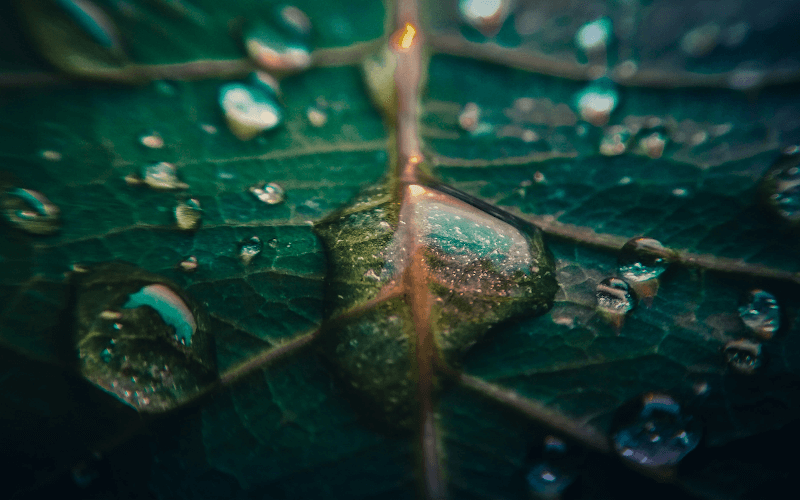 Ausschnitt eines Blattes mit Wassertropfen darauf